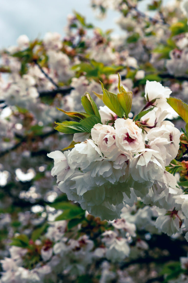 A Song for Beltane