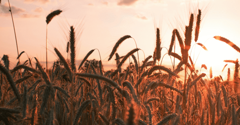 A Song for Lughnasadh